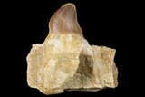 Fossil Mosasaur (Prognathodon) Jaw Section with Tooth - Morocco #174337-1